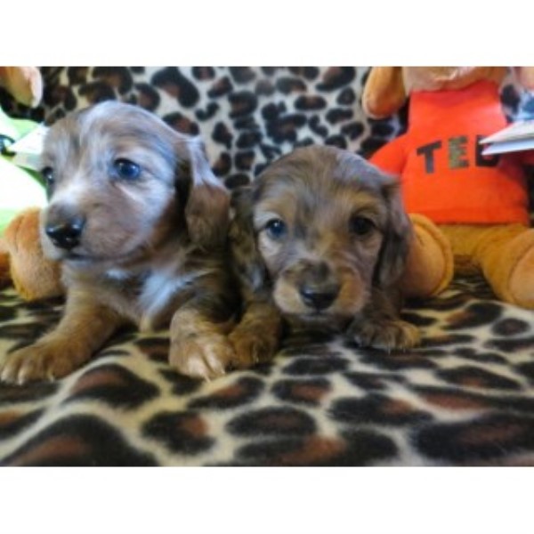 dachshund puppies wi dachshund puppies rescue wisconsin dogs our friends photo dachshund puppies wi dachshund puppies rescue wisconsin dogs our friends photo